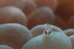 Zanzibar Scuba Diving Holiday. Juvenile blennie.